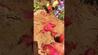 Harvesting sweet potatoes🚜👨‍🌾 fruit agriculture hightechfarming youngfarmerss modernagriculture [upl. by Hahn]