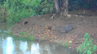 Spectacled Caiman in Tobago Plantations [upl. by Beverley]