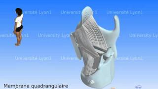 Le larynx 3  Ligaments et cordes vocales [upl. by Gilligan283]