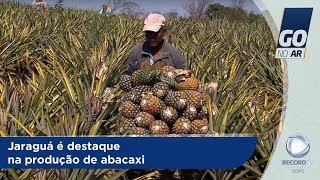 GA  Jaraguá é destaque na produção de abacaxi  03102018 [upl. by Atteinotna417]