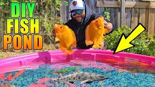 DIY Kiddie Pool Fish Pond with Exotic Fish [upl. by Araas]