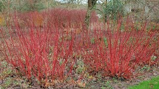 ⟹ Red Twig Dogwood  Cornus sericea  Trees of north America [upl. by Edythe603]