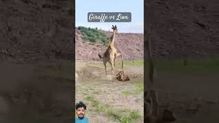 Giraffe vs lion fight for their life animals lionvsgiraffe wildlifebattle lionhead servals [upl. by Jasik43]