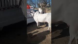 Fateh jangi bull mandi domel [upl. by Tonnie]