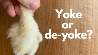 To feed yoke or no yoke Falconry advice [upl. by Lilias]