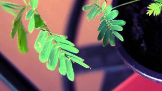 my Sensitiva Mimosa Pudica [upl. by Atinat]