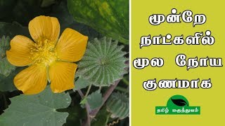 மூன்றே நாட்களில் மூல நோய் குணமாக  Thuthi ilai uses in Tamil  Abutilon Indicum for Piles [upl. by Naniac943]