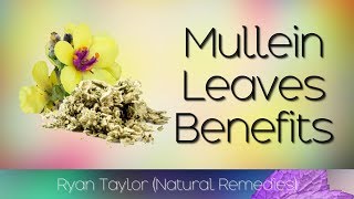 Mullein Leaf Benefits and Uses [upl. by Elwaine]