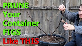 How to PRUNE Your CONTAINER Fig Trees [upl. by Annoled990]