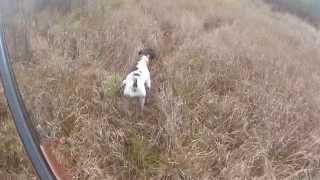 Pheasant hunting with german pointerWashington State [upl. by Candice307]