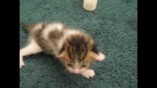 Worlds cutest kitten Crying 2 week old kitten [upl. by Duhl]