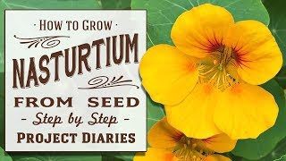 ★ How to Grow Nasturtium from Seed in Containers A Complete Step by Step Guide [upl. by Ilrebmyk]