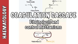 Coagulation Cascade and Fibrinolysis  clotting factors regulation and control mechanism [upl. by Crow]