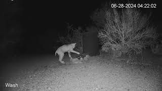 Bobcat Desert Toad Smackdown [upl. by Asile136]