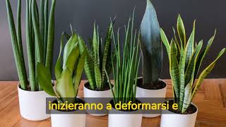 Sansevieria 3 motivi per cui le foglie si chiudono e come rimediare [upl. by Philips]