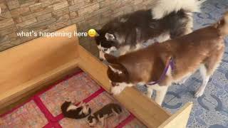 HUSKY PUPPIES MEET THEIR DAD [upl. by Sardella446]