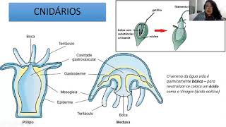 Biologia C  Poríferos Cnidários e Platelmintos [upl. by Custer823]