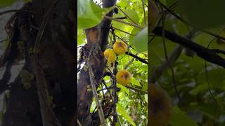 பேய் அத்தி பழம்ஆ🧐 Ficus hispida  Opposite Leaf Fig villagelife nature kids story [upl. by Aivirt503]