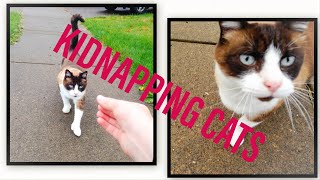 KIDNAPPING CATS IN MY NEIGHBORHOOD gOnE wRoNg [upl. by Brenton534]