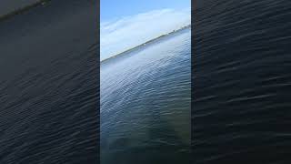 12 Temu reel vs Bonnethead Shark Lemonbay Bonnetheadflorida fishing fish shark earlymorning [upl. by Adyol]