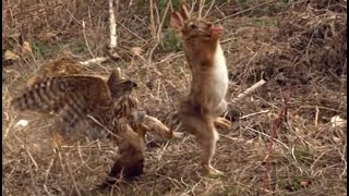 Goshawk tries to kill a rabbit goshawkrabbithunting [upl. by Pelagias]