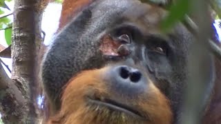 Orangutan Heals Wound With Ointment From Leaves in Indonesia [upl. by Eki]