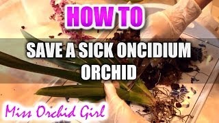 How to save a sick Oncidium type Orchid  First steps to a healthy recovery [upl. by Garner]