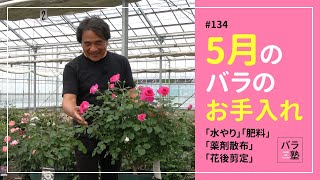 134 5月のバラのお手入れ【バラの育て方：5月】 [upl. by Llenrap692]