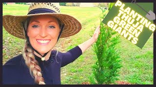 How To Plant Thuja Green Giant Arborvitae  Privacy Hedge [upl. by Leirum]