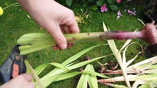 Getting Gladioli Bulbs Ready For Storing [upl. by Linoel]