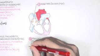 Cardiology  Cardiac Output [upl. by Abisha]