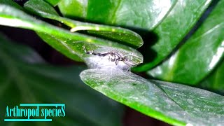 Arachnida Species  Jumping Spider  The nests [upl. by Neill]