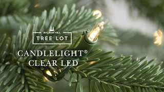 Candlelight Clear LED  Tree Lot [upl. by Meil502]