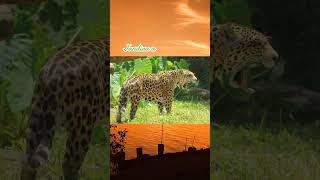 Brasil pantanal amazonia cerrado save nature natureza vida earth animals povosindigenas [upl. by Ylen]