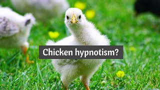 Chicken hypnotism  Tonic immobility [upl. by Khalid]