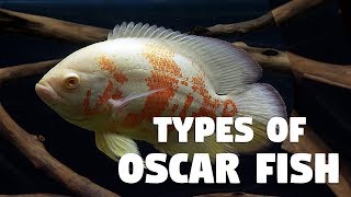 Types of Oscar Fish [upl. by Ennaisoj]