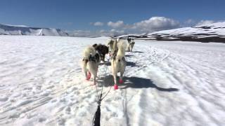 Dog Sledding in Iceland [upl. by Anytsyrk]