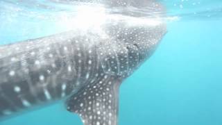 Whale Shark feeding on plankton in the Maldives June 2012 [upl. by Noeht]