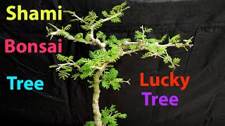 Acacia Farnesiana  Shami Bonsai TreeApril 2020 [upl. by Yt387]