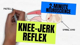 2Minute Neuroscience Kneejerk Reflex [upl. by Recneps]