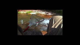 Wild Arizona Trout Fishing Rainbows [upl. by Drannel414]