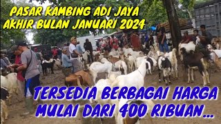 400 RIBUANPASAR KAMBING ADI JAYA AKHIR BULAN JANUARI 2024 [upl. by Einnel]