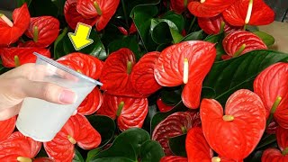 Pour 1 Cup Flowerless Anthurium Grows Fast And Blooms Like An Arrow [upl. by Aerdnaxela856]