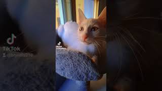 solveig the cat chat cat funny fyp foryou [upl. by Chladek]