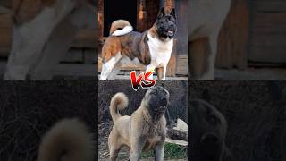 Wolf dog VS Kangal Mastiff VS Pitbull shorts [upl. by Rosenblum370]