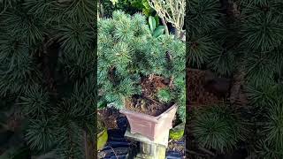 Japanese White Pine Bonsai Pinus Parviflora Hagoromo [upl. by Onirefez625]