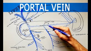 The PORTAL VEIN and its tributaries  Anatomy Tutorial [upl. by Senga]