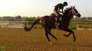 Horses Gallop in Slow Motion [upl. by Aisile407]