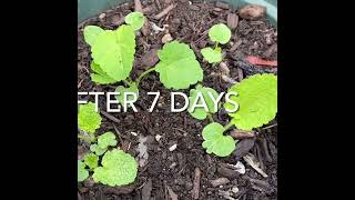 How to grow hollyhock from seeds [upl. by Belle]