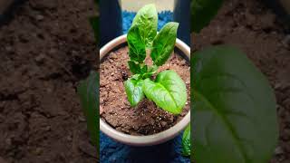 Harvesting Spinach tips  Growing indoors supergreens indoorgarden spinach [upl. by Tnomal]